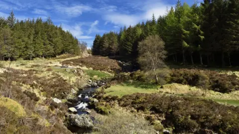 Getty Images Galloway Forest Park