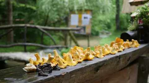 BBC Mushrooms at the Zelenkovac Eco Zone