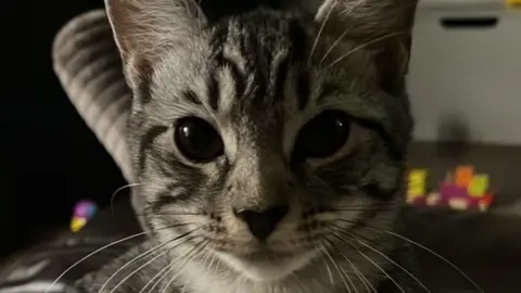 Supplied Loki the cat