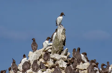 Getty Images Guillemot colony perched at Elegug Stacks in Pembrokeshire