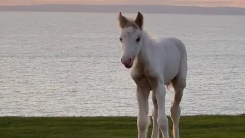 Rachel Kiley Pony on Gower Headland