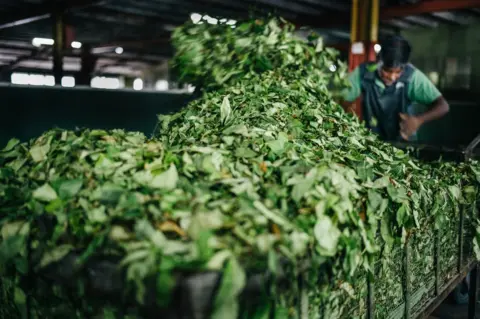 Schmoo Theune A worker places tea leaves into a machine