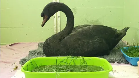 RSPCA Mute swan