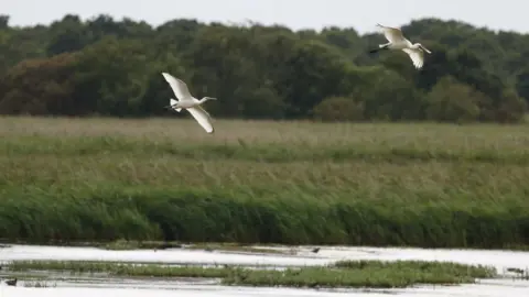 John Tallowin/Norfolk Wildlife Trust Spoonbill and chick in flight at Hickling Broad