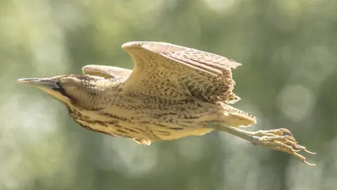 RSPB/David Gowing ringed bittern