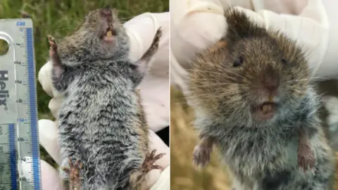 Small Mammal Group, Imperial College Gargantua-vole being measures (left) and being held by a hand