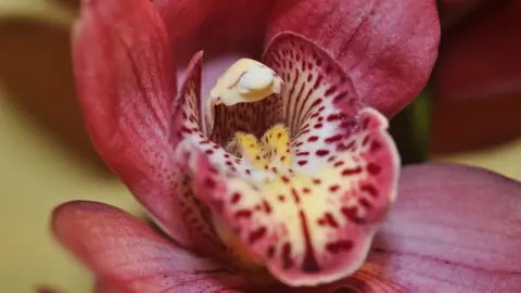 Chris Roberts A close-up of an orchid