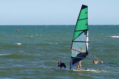 Ulani A windsurfer is joined by a dog on his board at sea. Behind them is a man in the water, possibly with a surfboard.