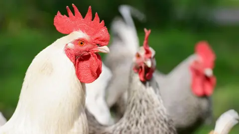 Close-up on a white free range cockerel giving a protective stare.