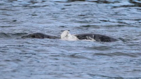 DAERA A grey seal entangled at Rathlin Island