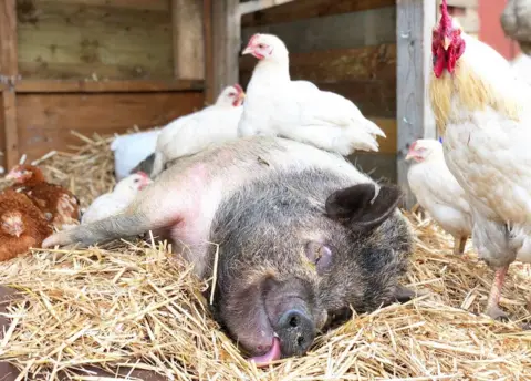 Happy Pants Poppy Pig has epilepsy and requires extra care