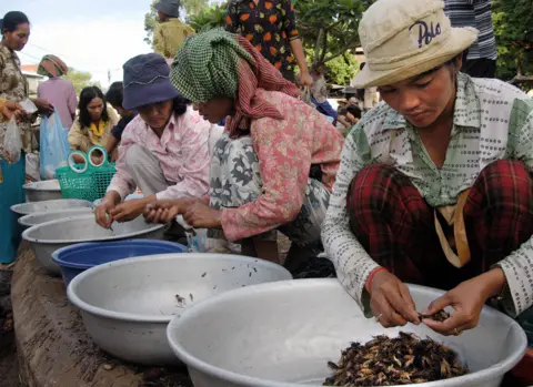 Getty Images Market workers sort crickets to sell