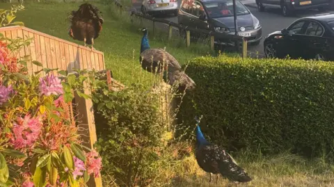Supplied Three peacocks in a garden. One stands on the floor looking towards a fence to the left. The other two stand on top of the fence, the one on the far left peering down. The gardens are cast in a golden light and there are green hedges and pink flowers in the bottom left corner.