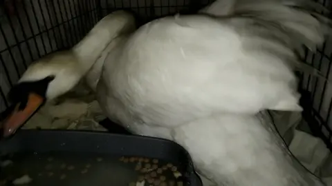 Athena Wildlife Care Swan