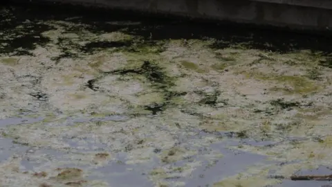 Blue-green algae