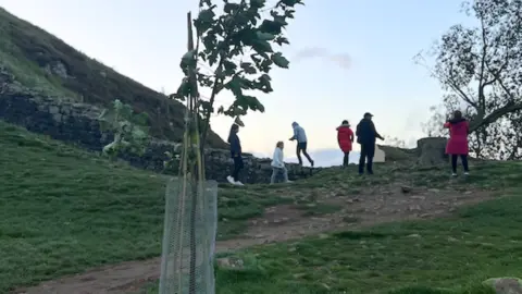 Kieran Chapman Sapling