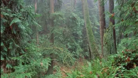 Science Photo Library Wood