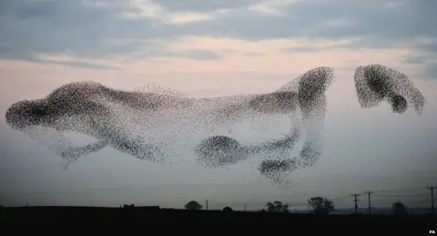 PA Murmuration