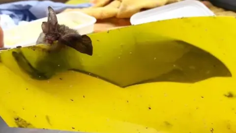 Oak and Furrows Wildlife Rescue Centre Bat stuck on sticky fly paper