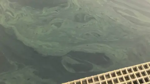 UK Centre for Ecology & Hydrology Photo of blue-green algae noted close to jetties and shoreline at Mill Lough near Bellanaleck