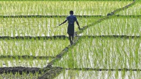 Getty Images More than half of Indians work on farms