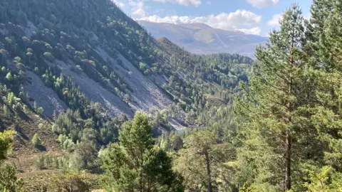 Rossina Parvanova Trees at the Green Lochan