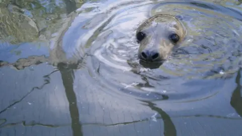 RSPCA Cymru Picture of seal pup being released into the wild