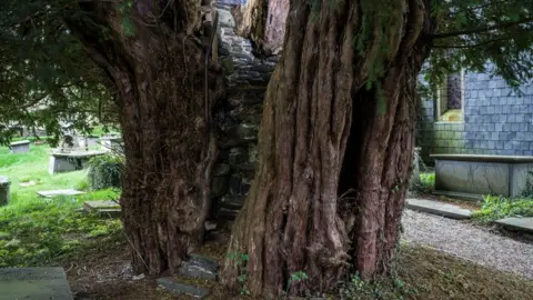 Charles Sainsbury-Plaice and Adrian Houston for Th Pulpit Yew in St James Churchyard, Denbighshire