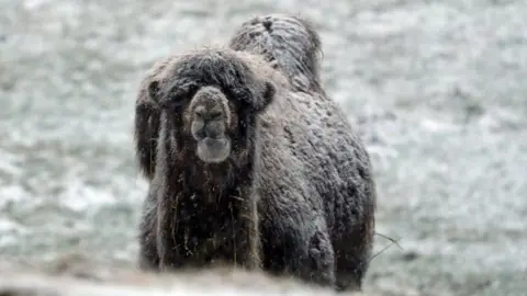 PA A camel stands in the snow on a farm near Richmond, North Yorkshire,