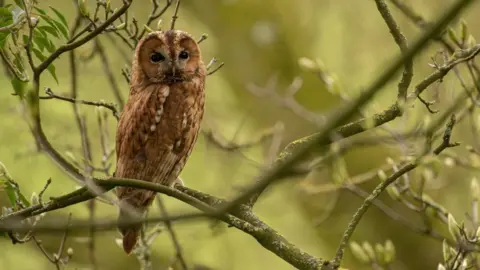 ThomasJohnEllis Tawny owl