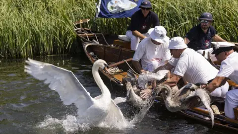 Getty Images Swan being inspected and flapping its wings