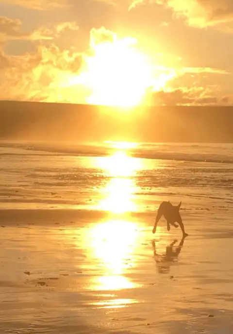 Andy Macdonald Peppa the chocolate lab on Skaill Beach, Orkney as the sunsets 20th January 2019