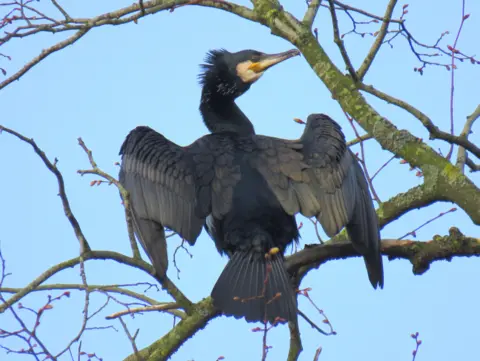 Lucie Johnson Weather Watcher Lucie Johnson spotted this stunning cormorant in a tree in Wolvercote