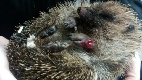 RSPCA A picture of an injured hedgehog