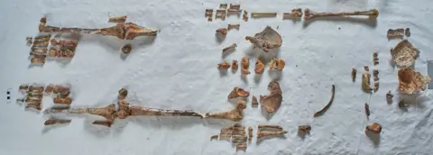 Matt Rowe Bones thought to be of St Eanswythe