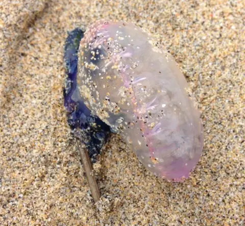 Natalie Lewis Portuguese man of war