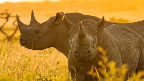 Thomas D Mangelsen Two Zululand black rhinos