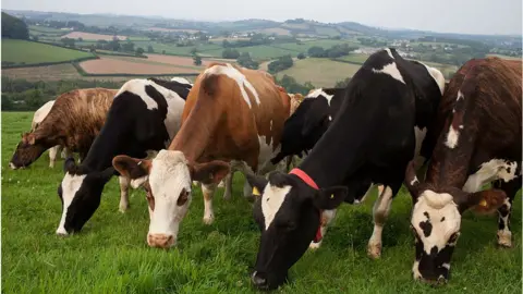 Getty Images Cows