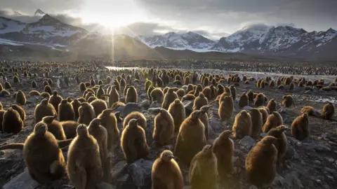 BBC Studios/Fredi Devas A colony of young penguin chicks wait for their parents to return with food in Andrews Bay, South Georgia