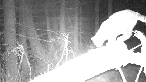 Wildcat Haven The wildcat captured on night vision camera