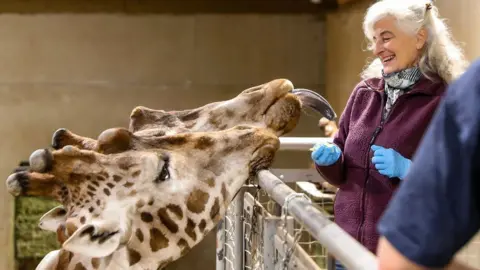 RSZZ Giraffes being hand fed. One has its tongue out and its making the woman who is feeding them laugh. She has long white hair and a maroon coat and blue gloves.