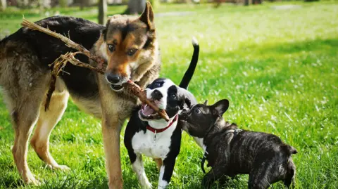 Getty Images Three different breeds of dogs fighting over a stick