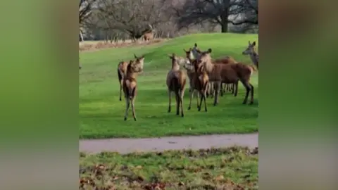 Deer filmed eating litter