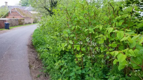 Dave Kilbey Knotweed along the roadside