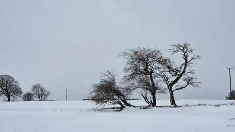 BBC Weather Watchers / Andy Artist A snowy scene of three small leafless trees standing in a field. To the left and in the distance a further three trees can be seen. The sky is grey, making the whole image appear to be in black and white. 