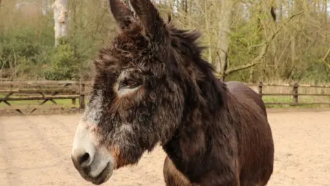 The Donkey Sanctuary Oscar the donkey