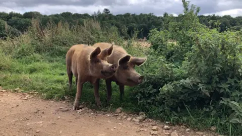 Jill Bennett/BBC Tamworth pigs at Wild Ken Hill