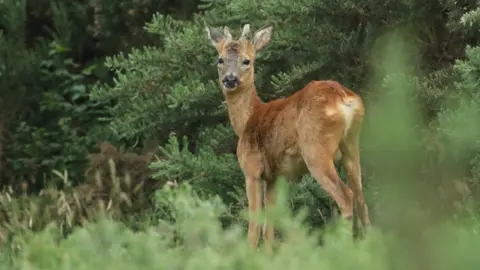 Getty Images Deer in the woods