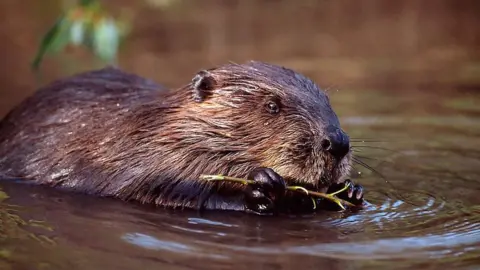 laurie campbell Beaver