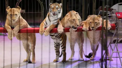 Tass/PA Three lions and a tiger from the Vladivostok State Circus lean on the barrier of a circus ring